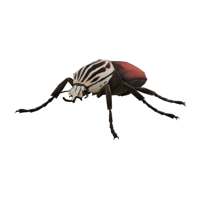 Goliathkäfer