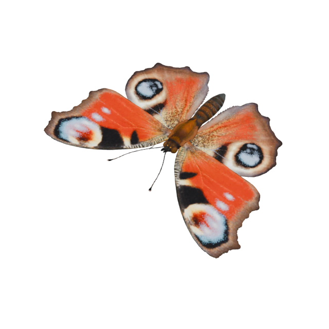 European Peacock