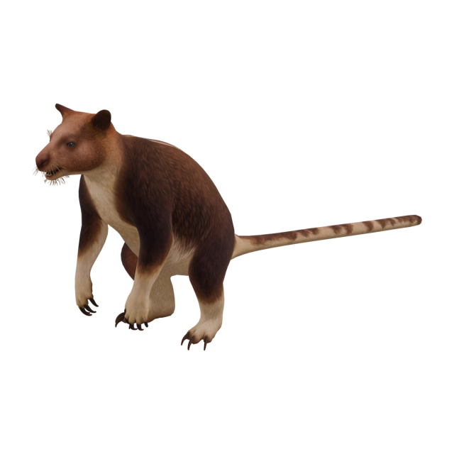 Goodfellow-Baumkänguru