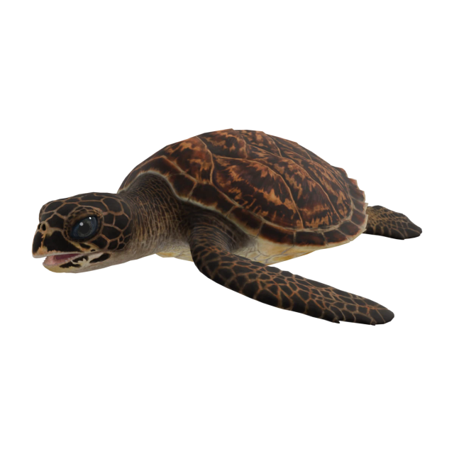 Echte Karettschildkröte
