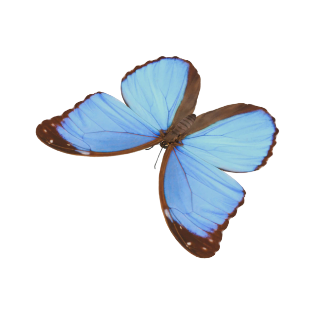 Blauer Morphofalter
