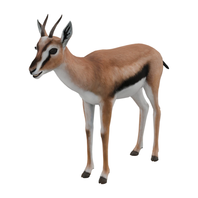 톰슨가젤