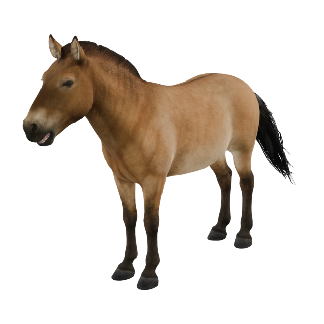 Przewalski-Pferd