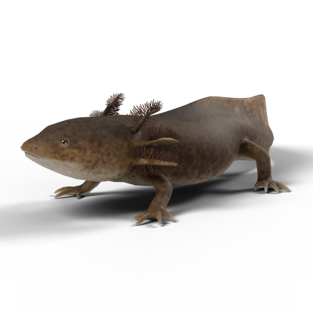 Axolotl