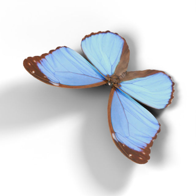 Morpho menelaus
