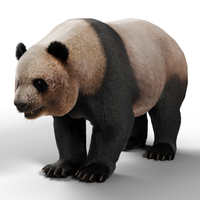 Panda wielka