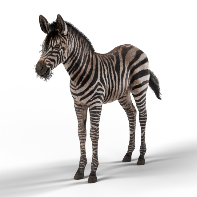 Plains Zebra