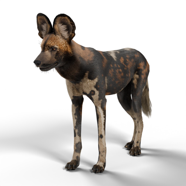 非洲野犬