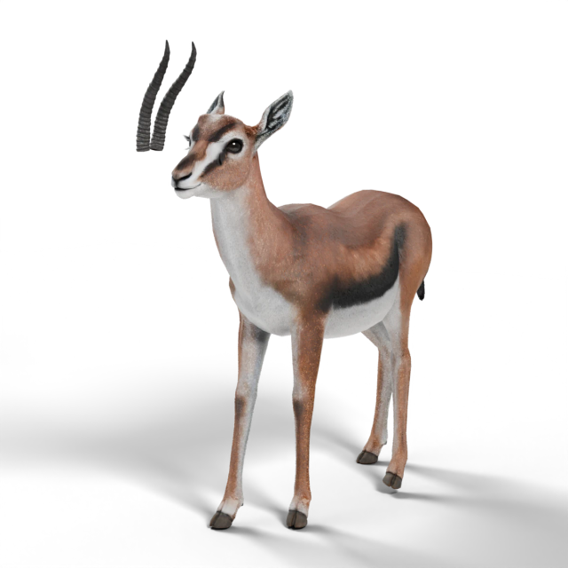 Thomson-Gazelle