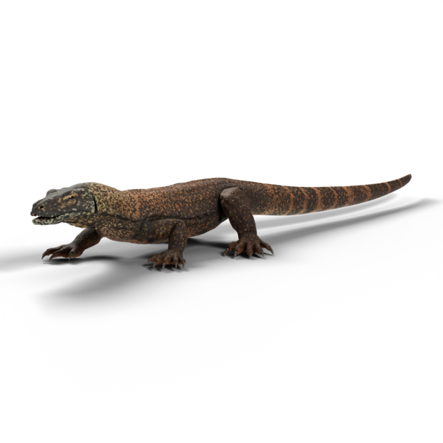 Dragon de Komodo