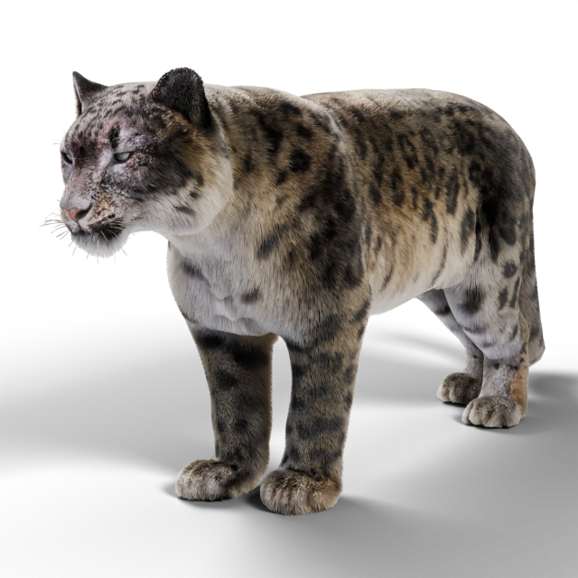 Snow Leopard