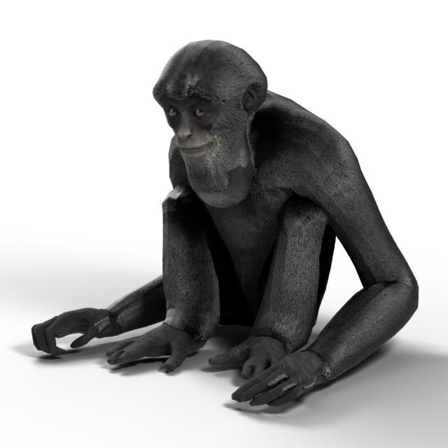 Siamang