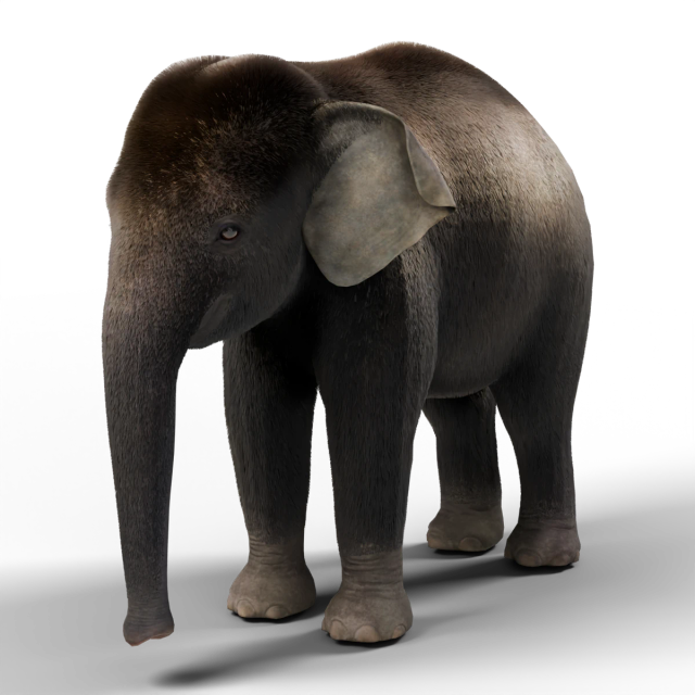 Asiatischer Elefant