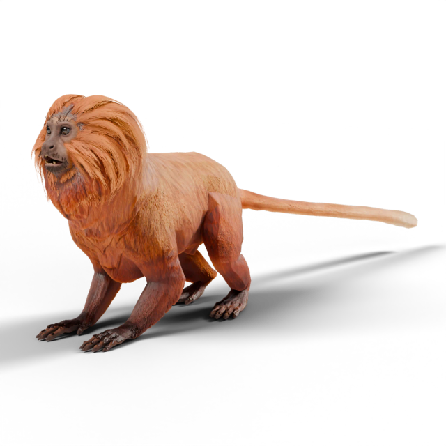 Golden Lion Tamarin