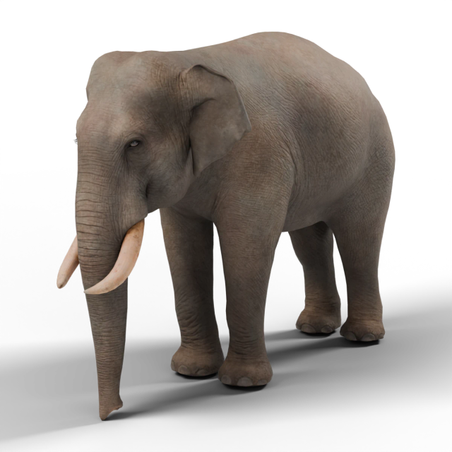 Asiatischer Elefant