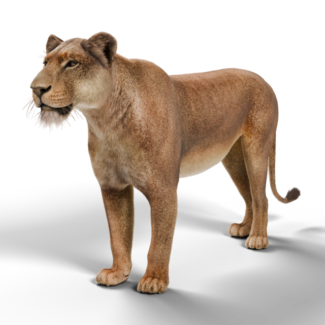 Lion