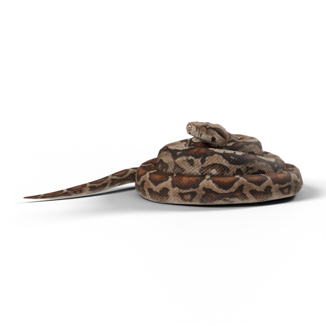 Boa constricteur