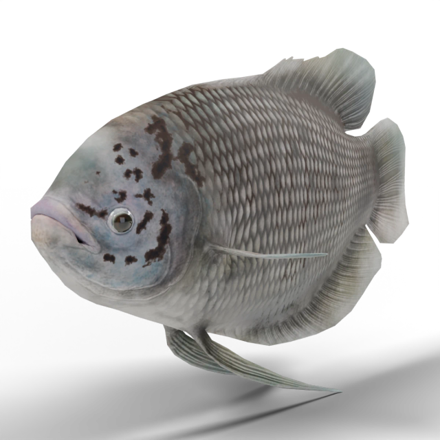 Gourami-gigante