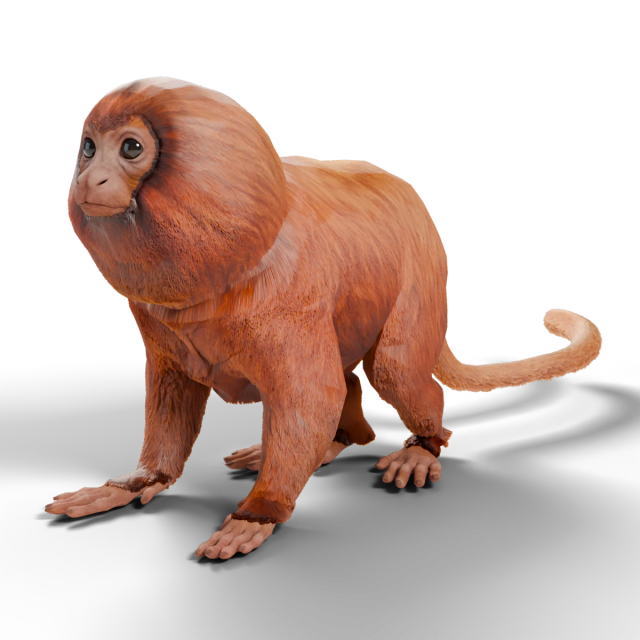 Golden Lion Tamarin