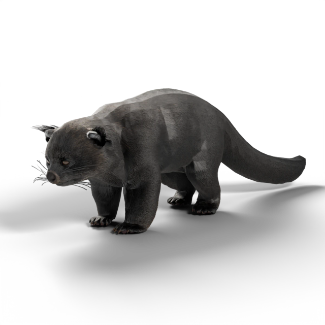 Binturong