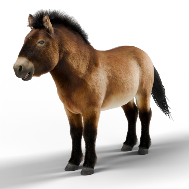 Przewalski's Horse