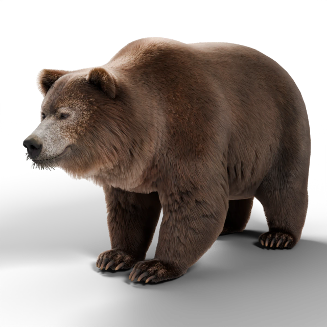 Niedźwiedź grizzly