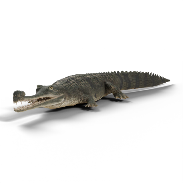 Gavial du Gange