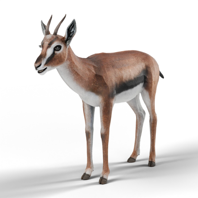 Thomson-Gazelle