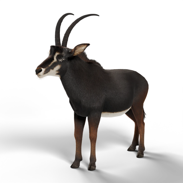 Sable Antelope
