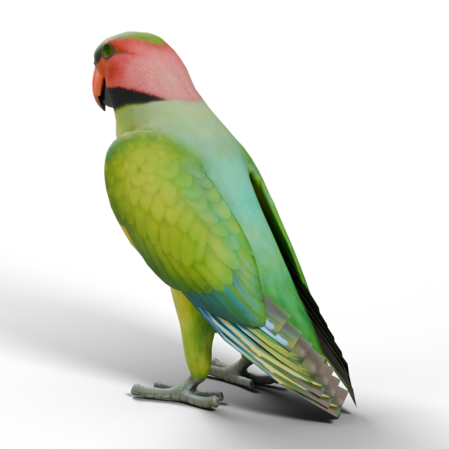 Cotorra colilarga