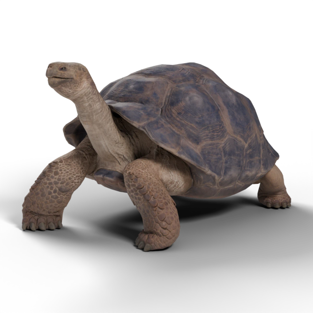 Tortuga gigante de las Galápagos