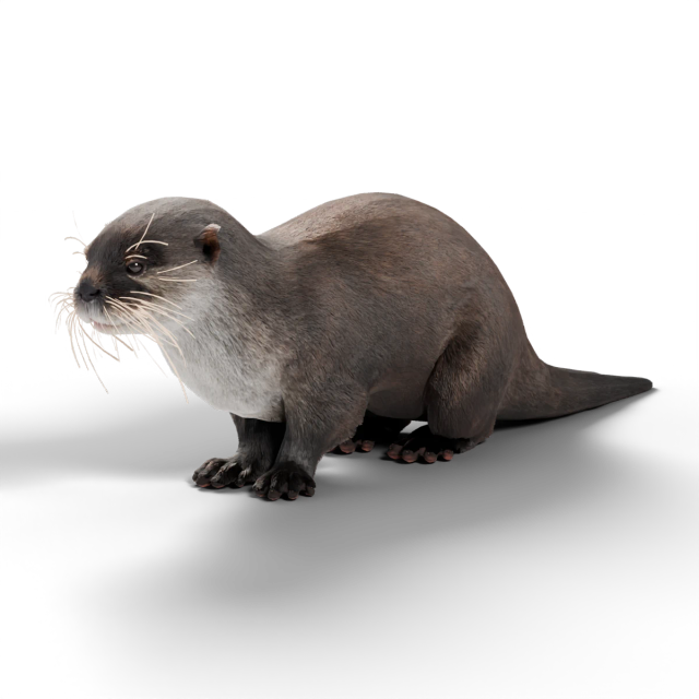 Wyderka orientalna