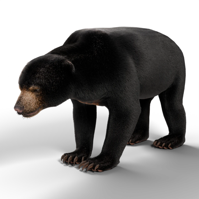Sun Bear