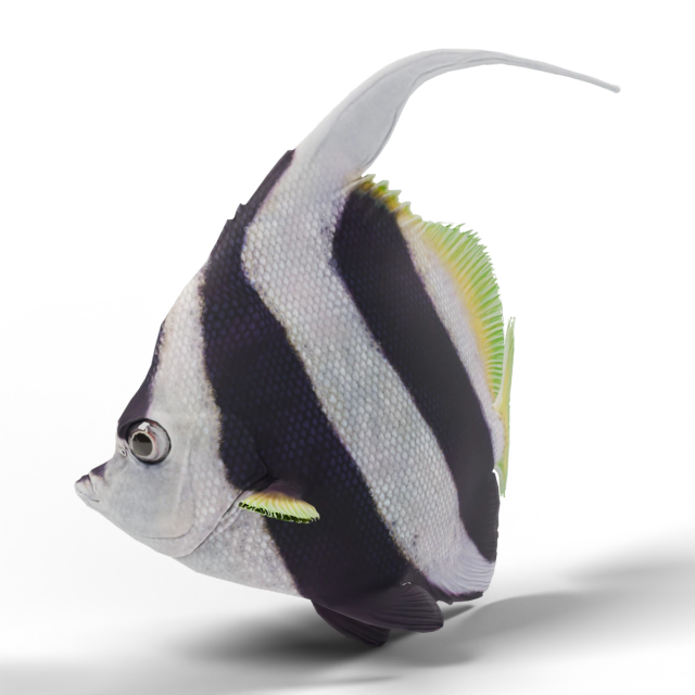 Poisson-cocher grégaire
