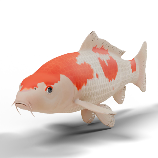 Carpe koï