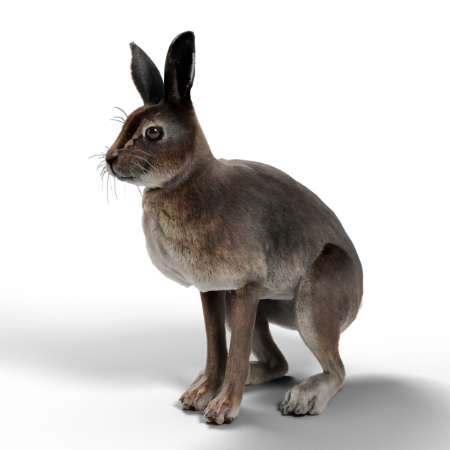Lièvre variable