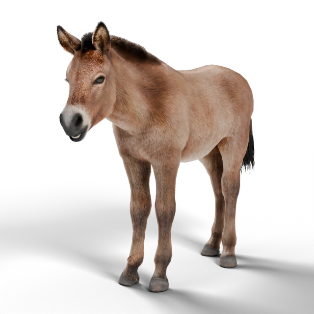 Przewalski's Horse