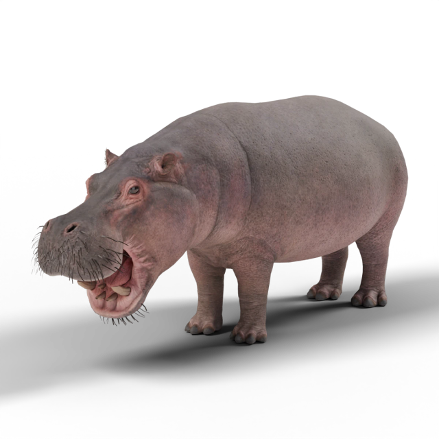 カバ