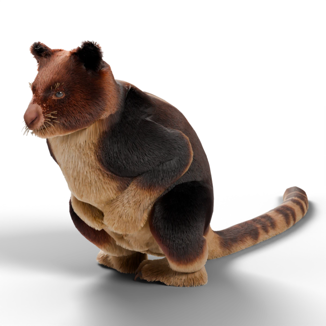 Goodfellow's Tree-Kangaroo