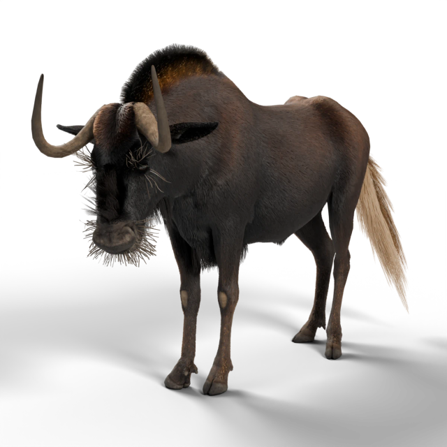 Gnu-de-cauda-branca