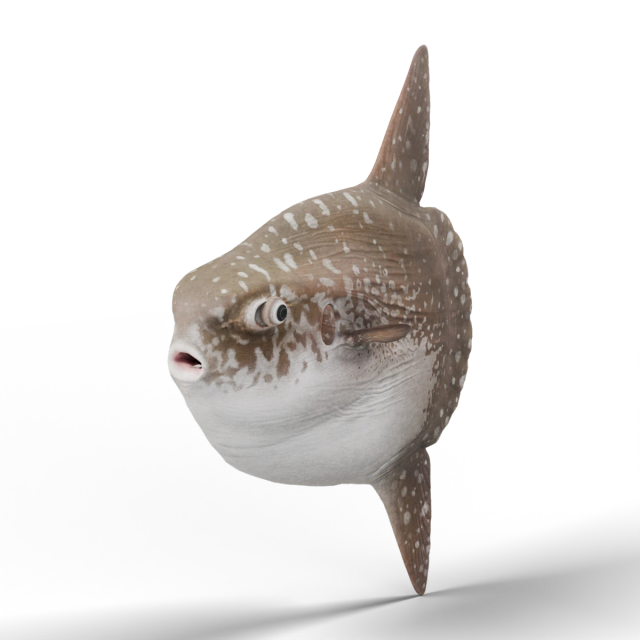 Ocean Sunfish