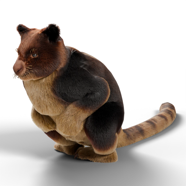Goodfellow's Tree-Kangaroo