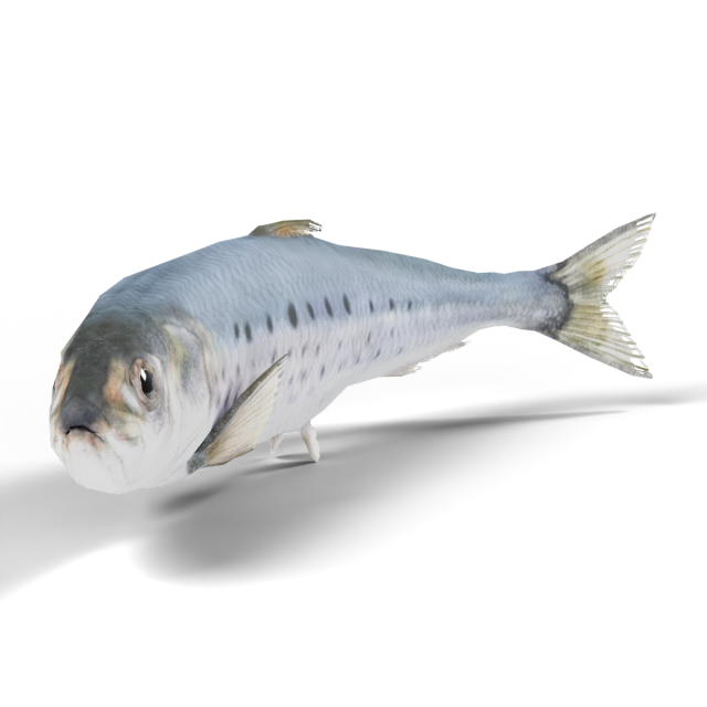 Pazifische Sardine