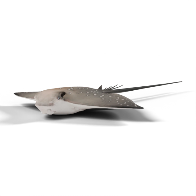 Ocellated Eagle Ray
