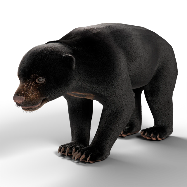 Urso-malaio