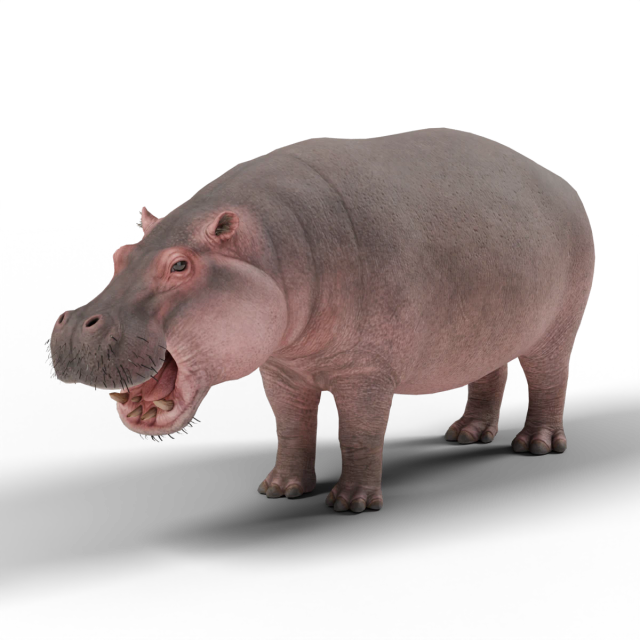 カバ