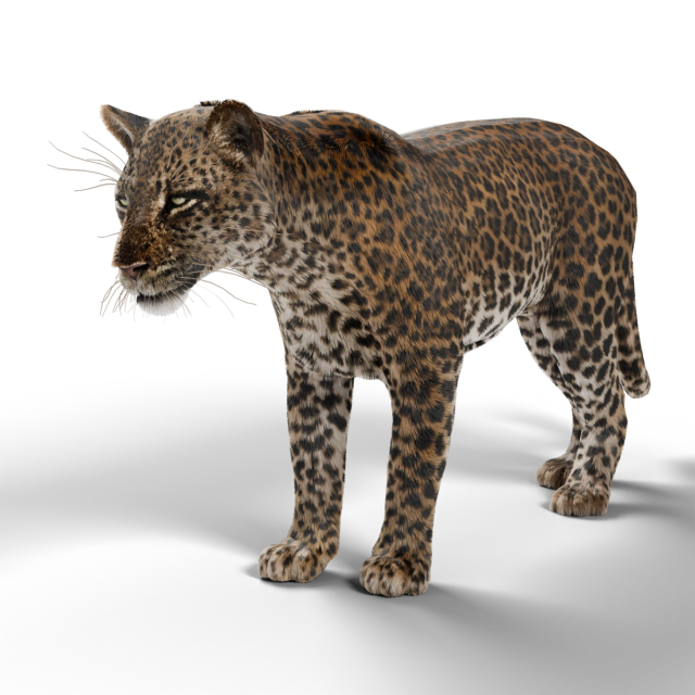 Leopardo africano