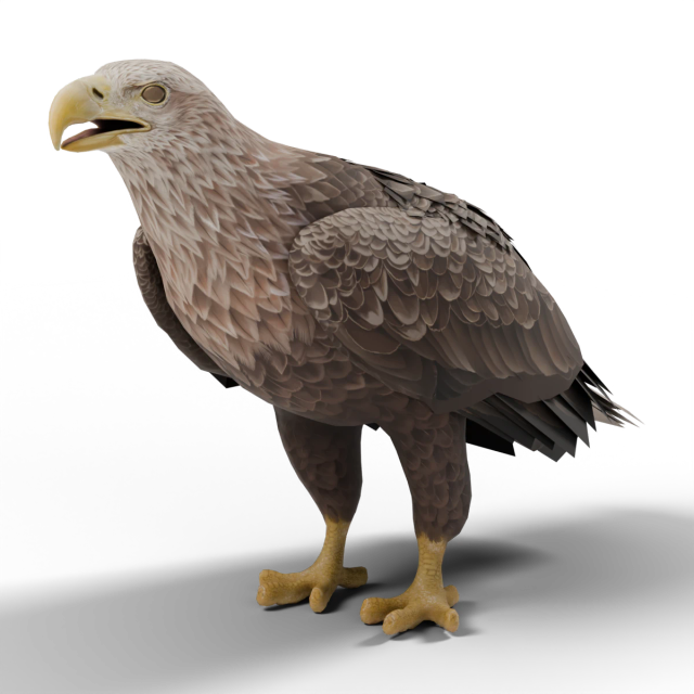 Pigargo europeo