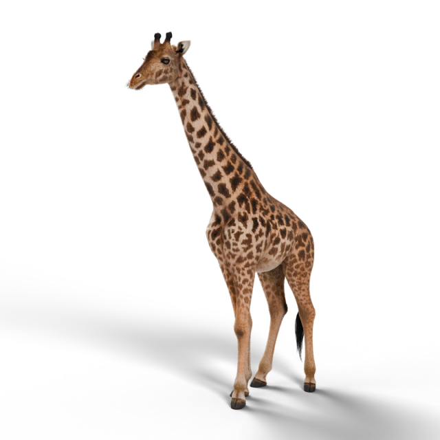 Girafe Masaï