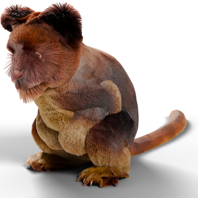 Goodfellow's Tree-Kangaroo